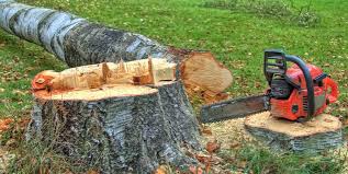 Best Tree Removal  in Bonners Ferry, ID